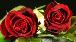 Close up of two red roses