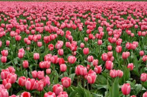 Pink tulips farm